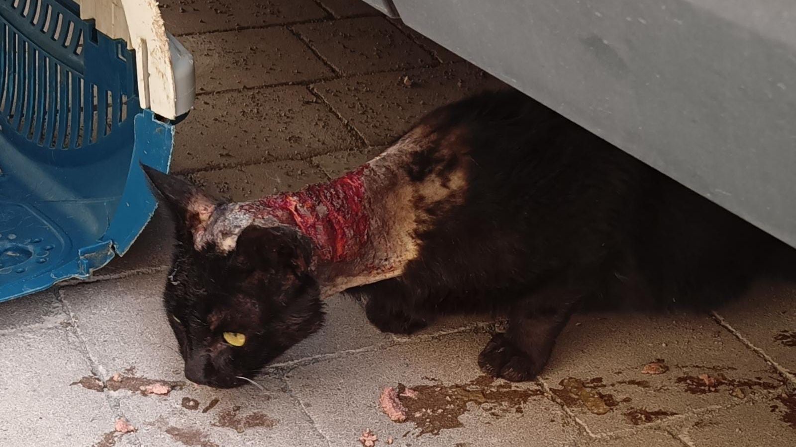 El animal bajo el coche en el que fue encontrado.