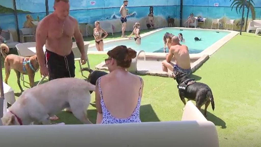 Alternativas para huir del calor en Madrid y disfrutar de un día en la piscina con tu perro