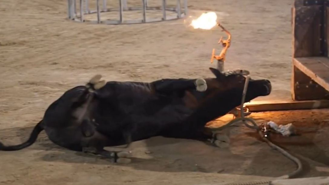 Polémica por el 'bou embolat' de Morella: un toro se desploma al chocar contra unas estructuras de madera