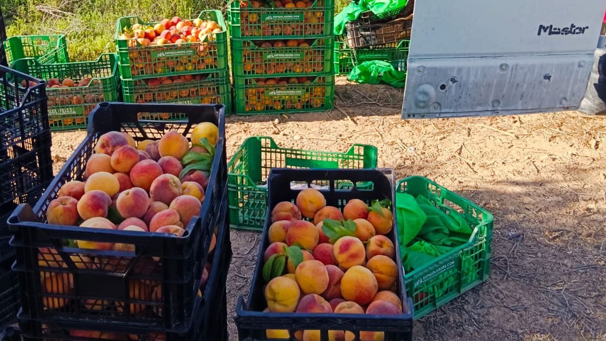 Cajas de melocotones recolectadas por los voluntarios de Fundació Espigoladors