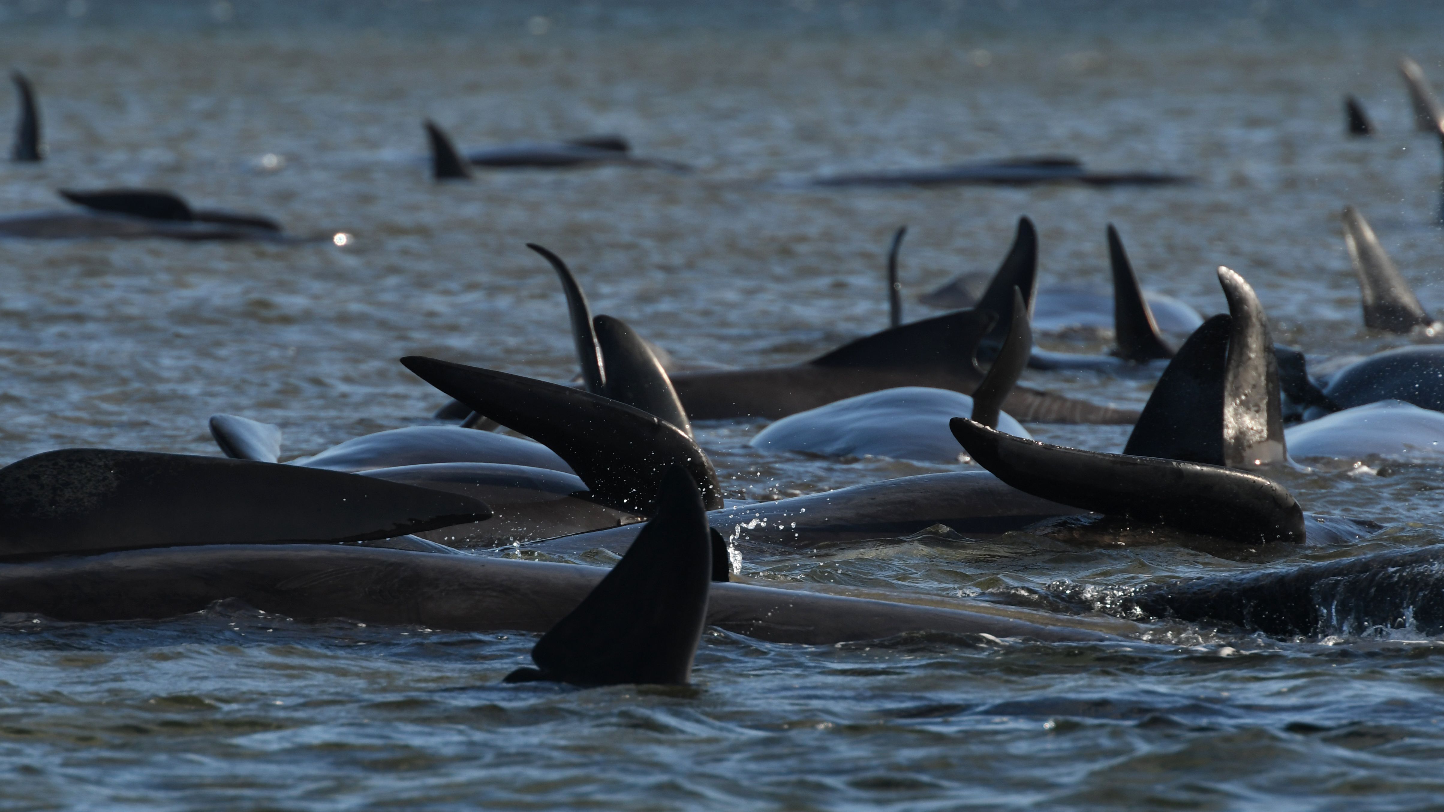Al menos 51 ballenas han muerto varadas en una playa de Australia