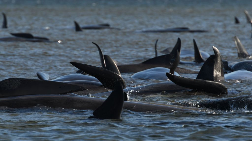 Al menos 51 ballenas han muerto varadas en una playa de Australia