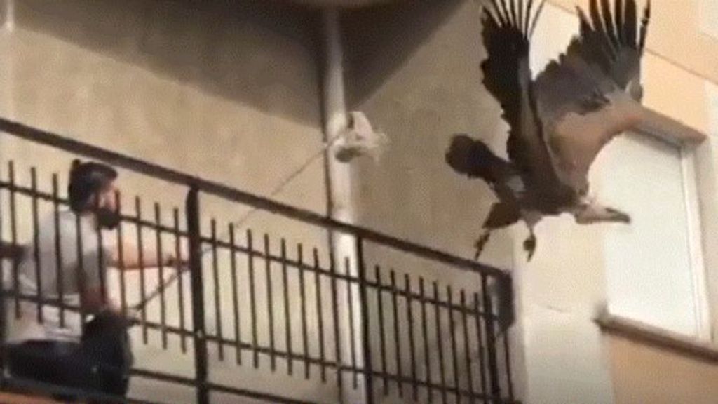 Un buitre leonado queda atrapado en un balcón en San Sebastián