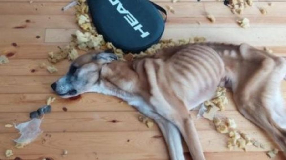 Deja que su perro muera de hambre en Girona: le encerró días en el piso sin comida ni agua