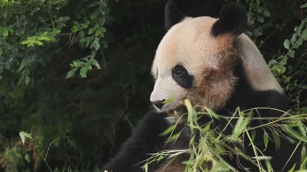 El primer panda nacido en Francia regresa a China por la llamada ‘diplomacia panda’