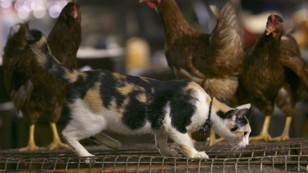 Gato y gallinas