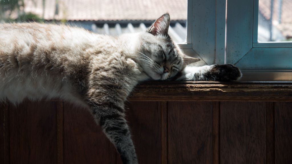 Más de 60 gatos con gripe aviar han muerto en Polonia