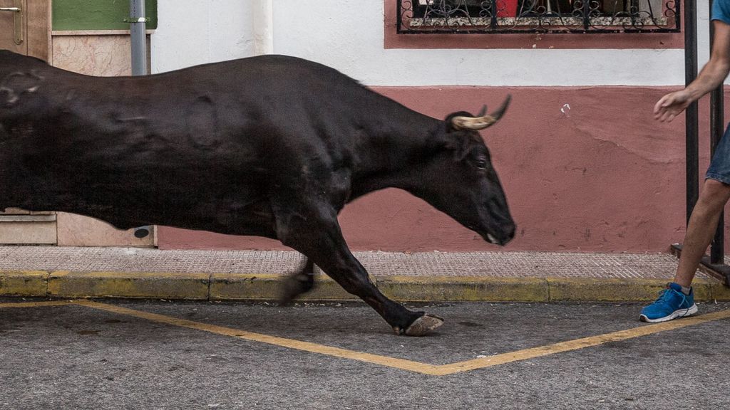 Muere tras ser embestida en Almàssera por un toro que huyó de un festejo taurino en Tavernes Blanques
