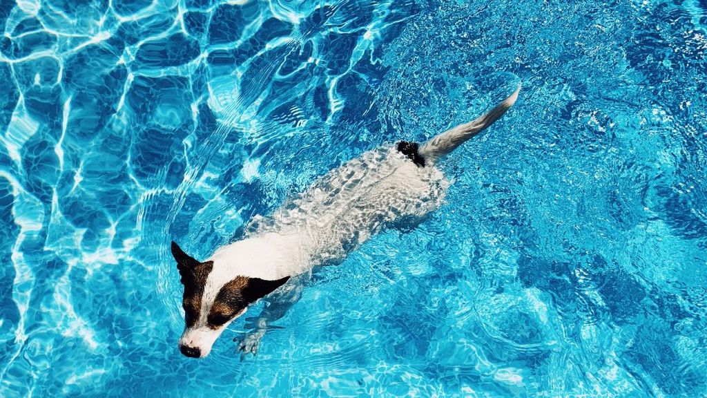 Piscina para perros GoStock