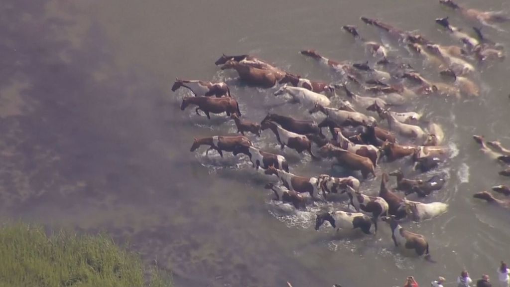 Cientos de personas presencian el nado anual de ponis salvajes en Virginia