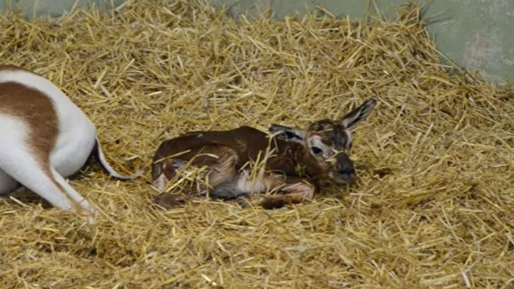 Nace en el BIOPARC de Valencia una gacela Mhorr, la 'dama' de una especie extinta