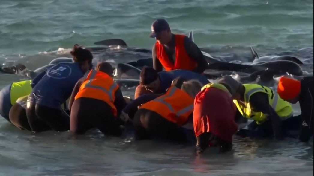 Sacrifican a 43 ballenas tras quedar varadas en una playa de Australia