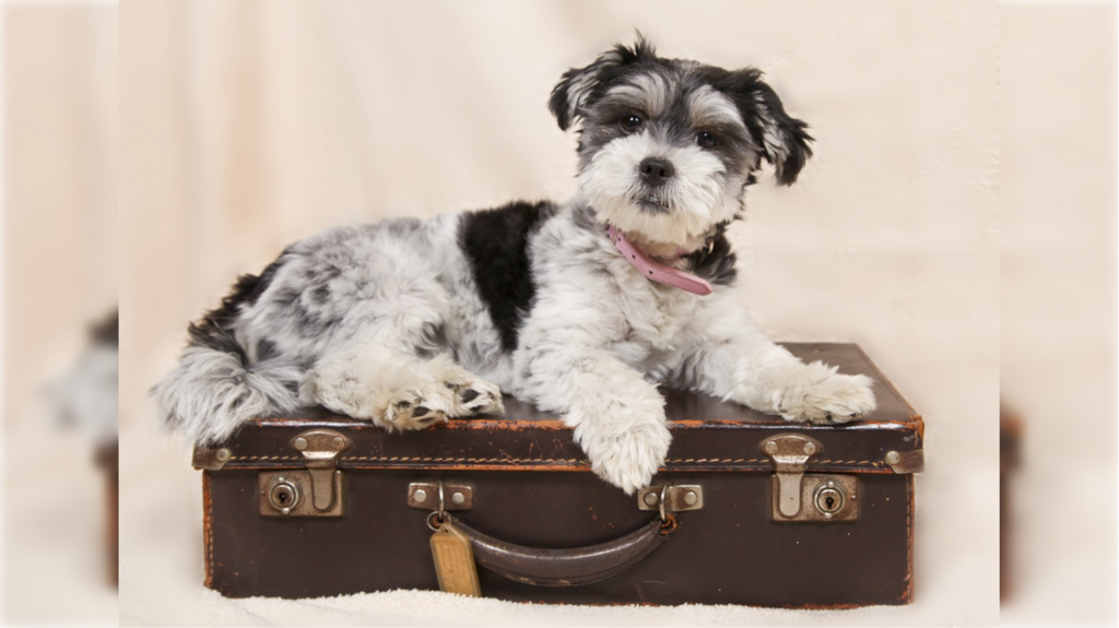 Viajar con tu perro a Portugal