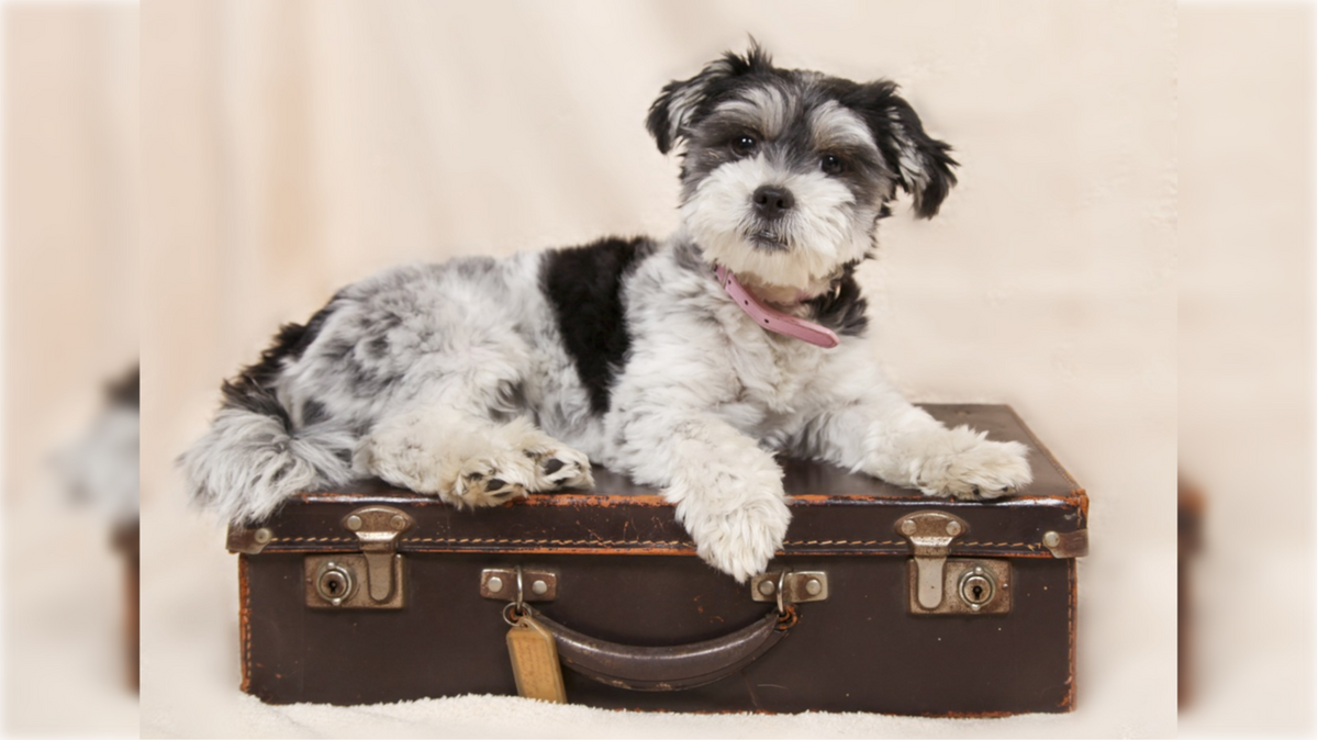Viajar con tu perro a Portugal