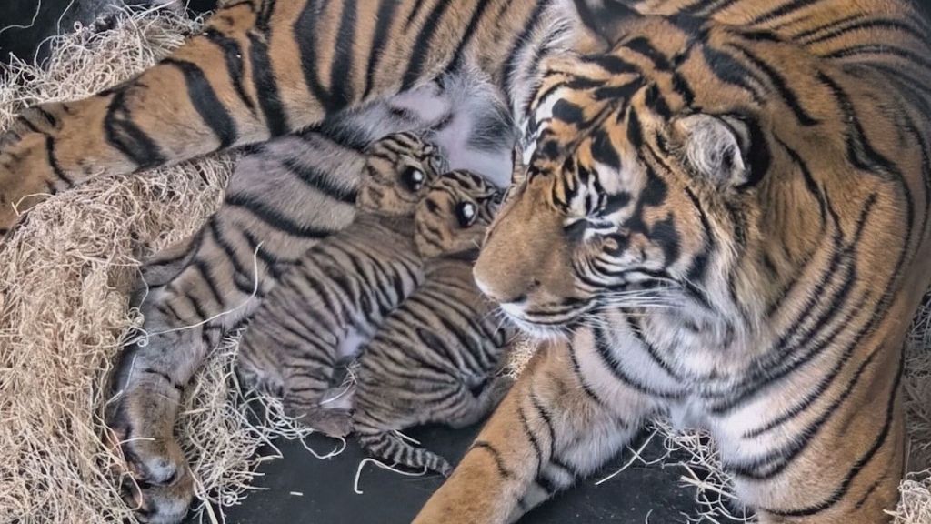 Dos cachorros de tigre de Sumatra llegan al zoológico de San Diego, en Estados Unidos