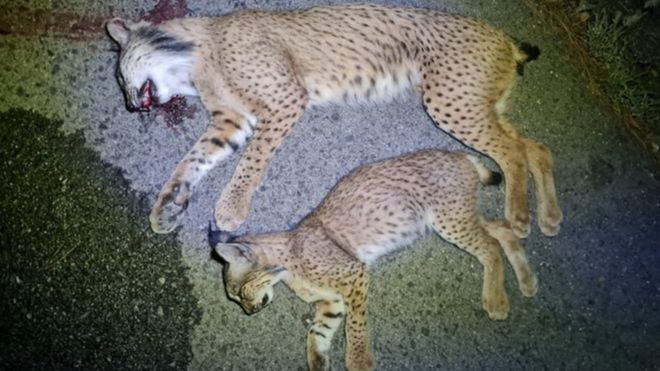 El atropello mortal de dos linces ibéricos en Pegalajar (Jaén) provoca que Ecologistas en Acción exijan "medidas urgentes"