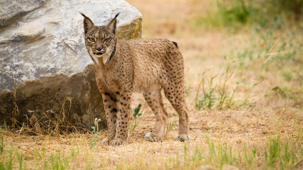 El atropello mortal de dos linces ibéricos en Pegalajar (Jaén) provoca que Ecologistas en Acción exijan "medias urgentes"