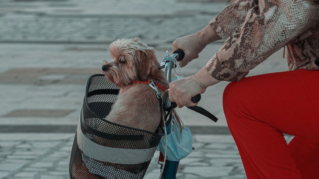 Opciones de llevar al perro en la bicicleta