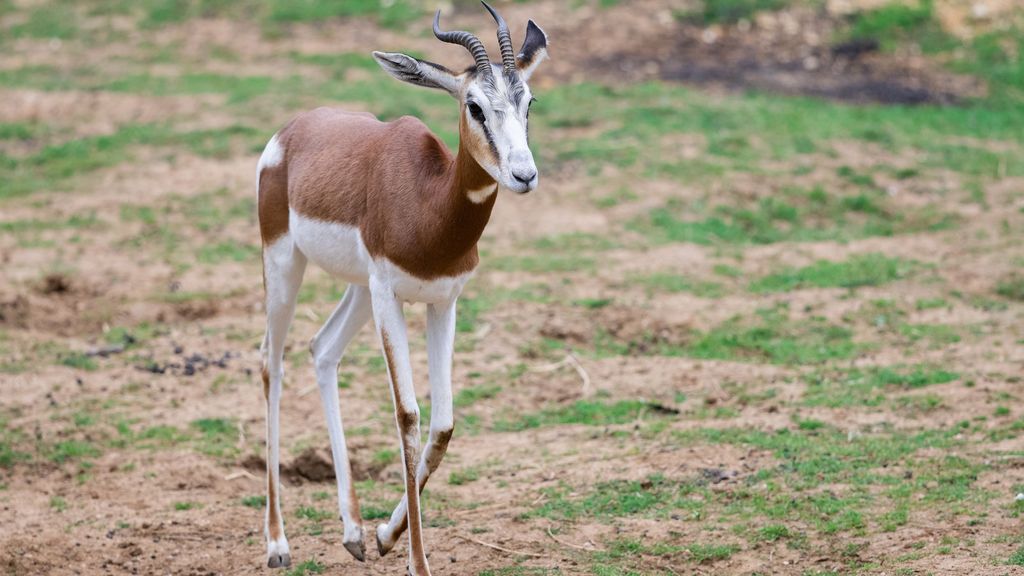 Una gacela Mhorr, extinta en la naturaleza, crece como gran ejemplar del Zoo de París