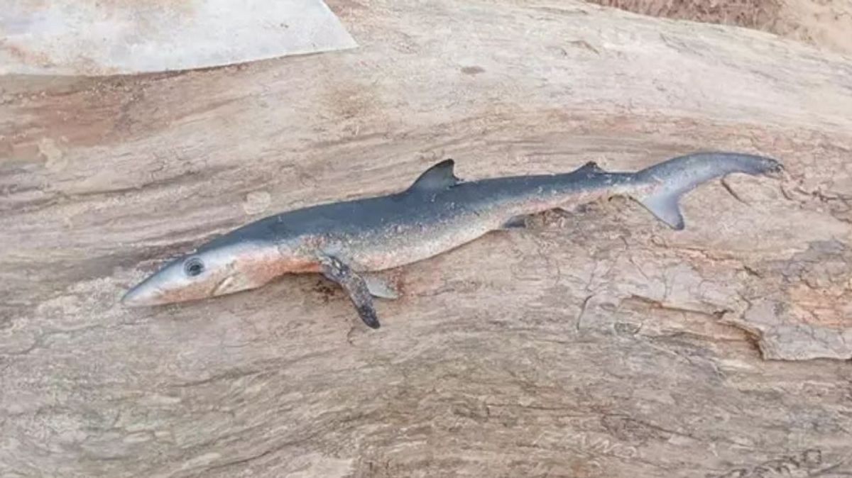 Aparece una cría de tiburón muerta en la playa de Outeiro, en Ferrol