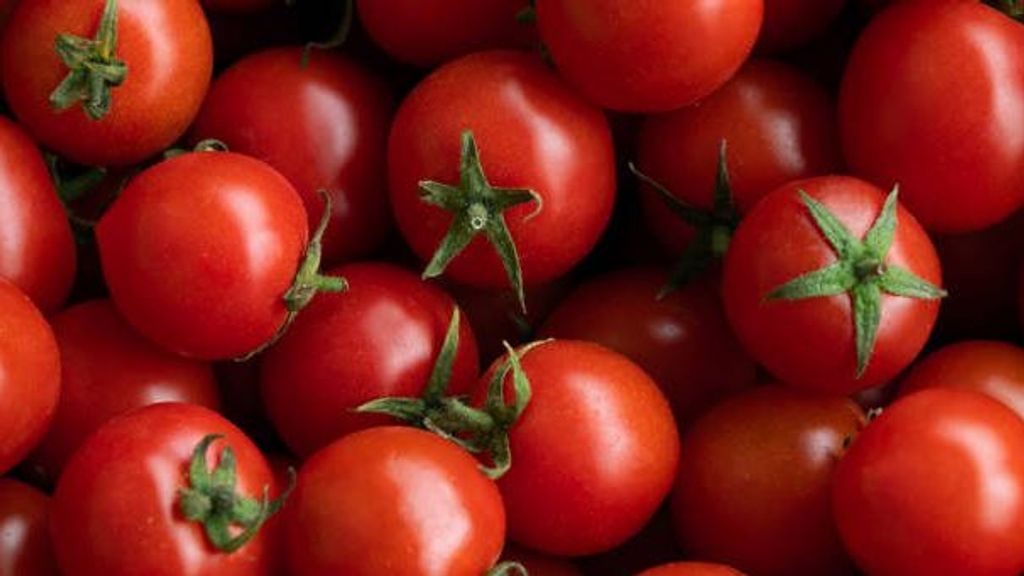 Los tomates cherry, posible origen de un brote de salmonela: un muerto y casi un centenar de casos en Europa