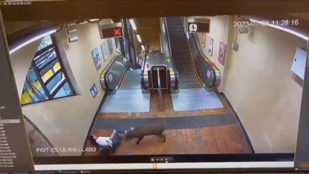 Un jabalí muerde a una mujer y a un menor de 15 años en el metro de Hong Kong