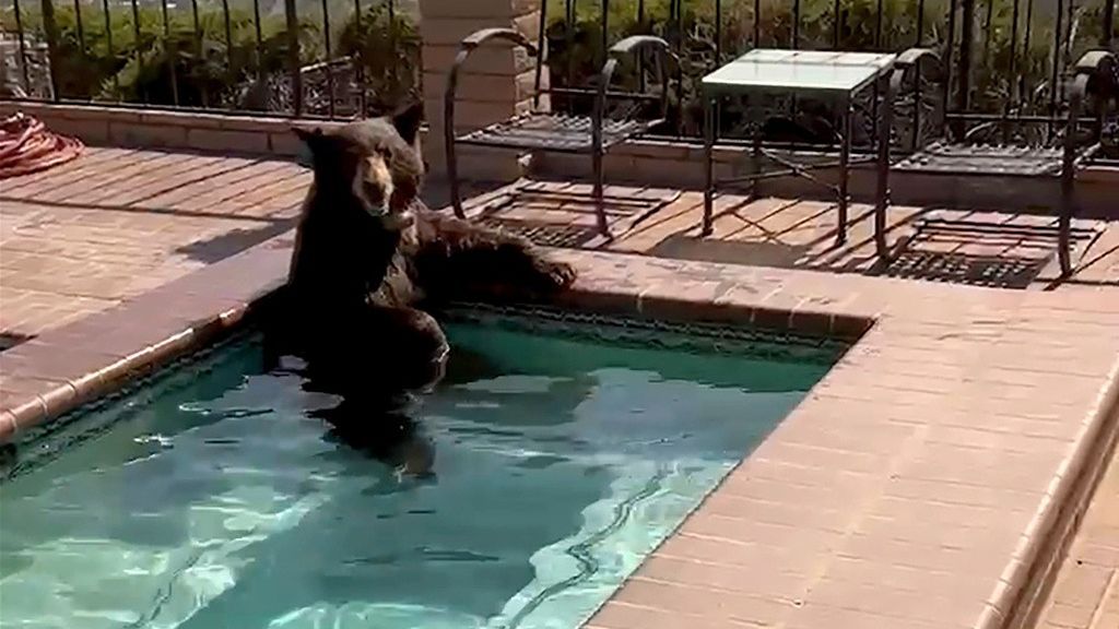 Un oso se cuela en una casa y se baña en el jacuzzi en plena ola de calor de California