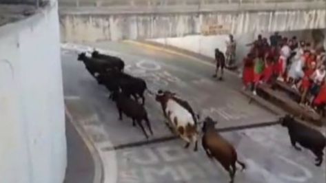 Error con los 'bous al carrer' en Gata de Gorgos: nueve toros sorprenden a un desfile de niños y familias