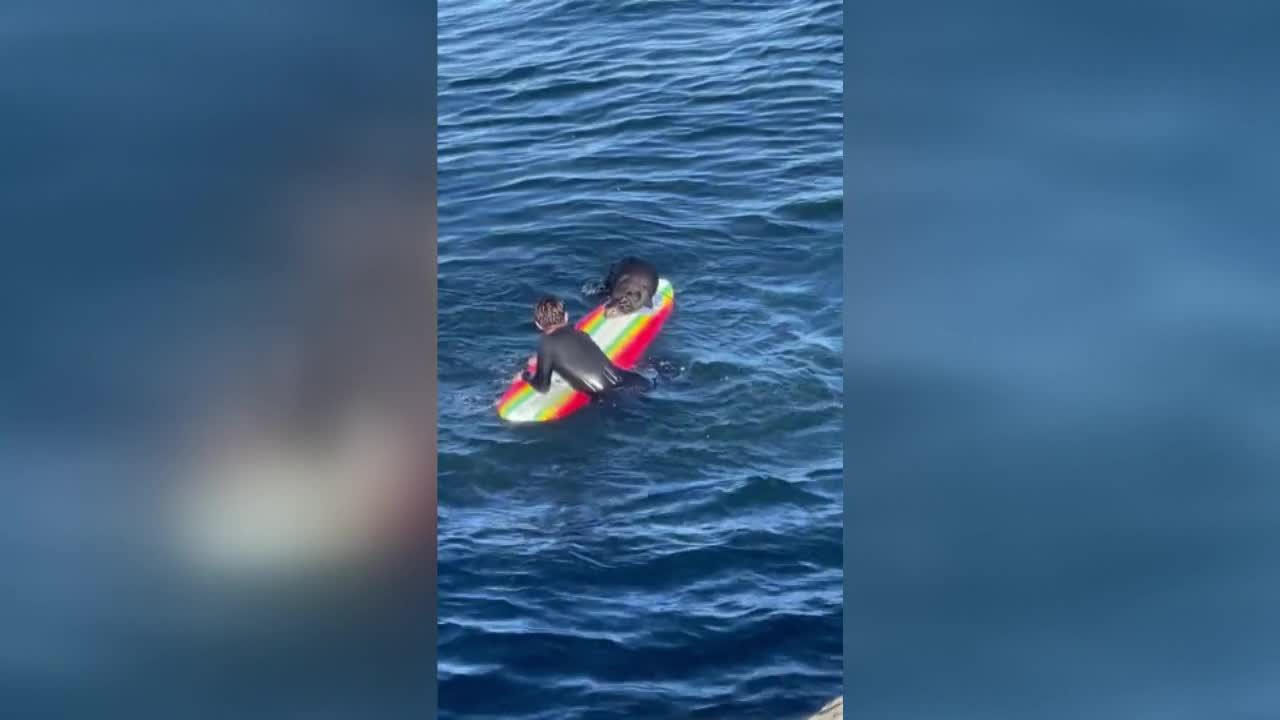 Una nutria se convierte en la pesadilla de los surfista de California