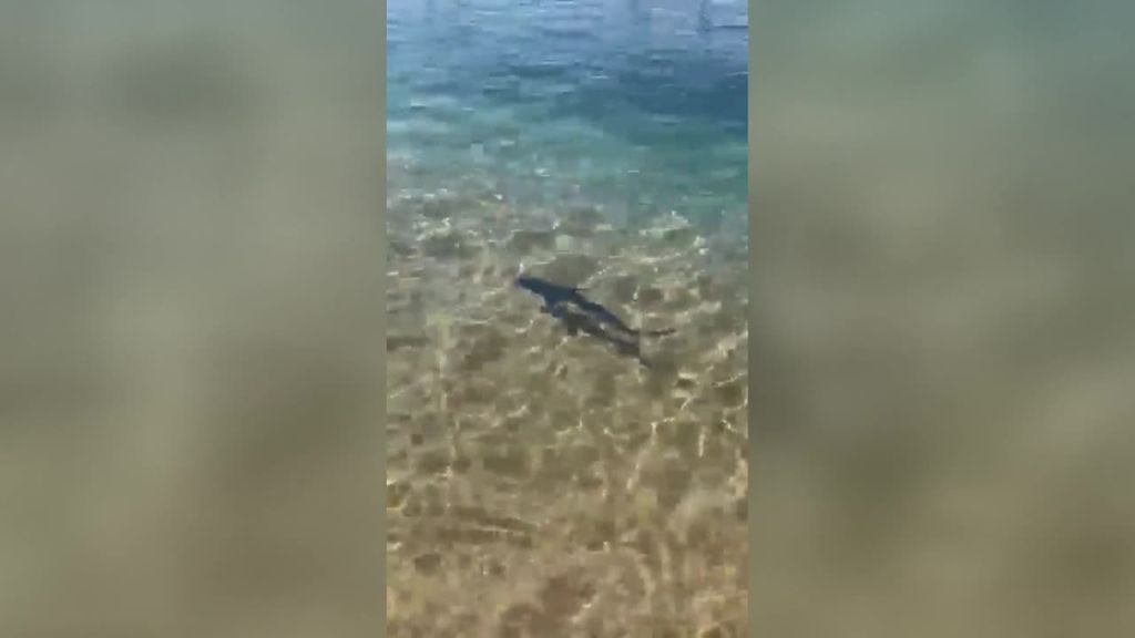 Tiburones en la playa de Sa Riera de Begur: susto entre los bañistas tras la aparición de unas tintoreras