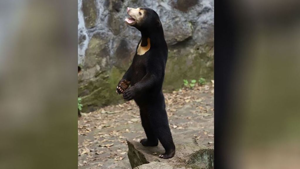 Un zoológico chino tiene que defender que sus osos son de verdad y no personas disfrazadas