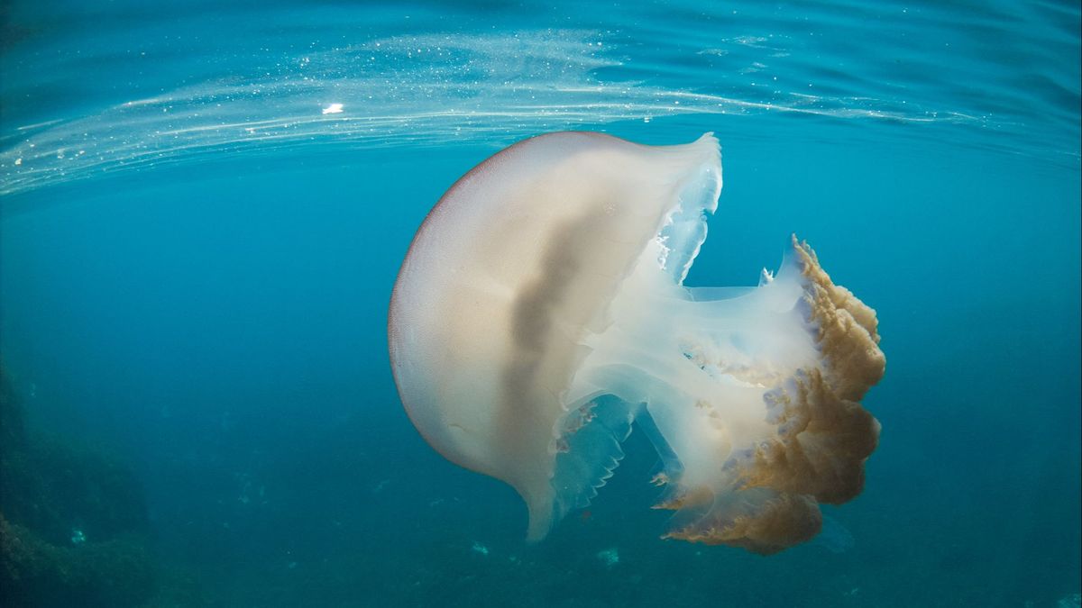 La 'medusa alien' de una playa de Mazarrón, Murcia: pesa 40 kilos y es de 70 centímetros