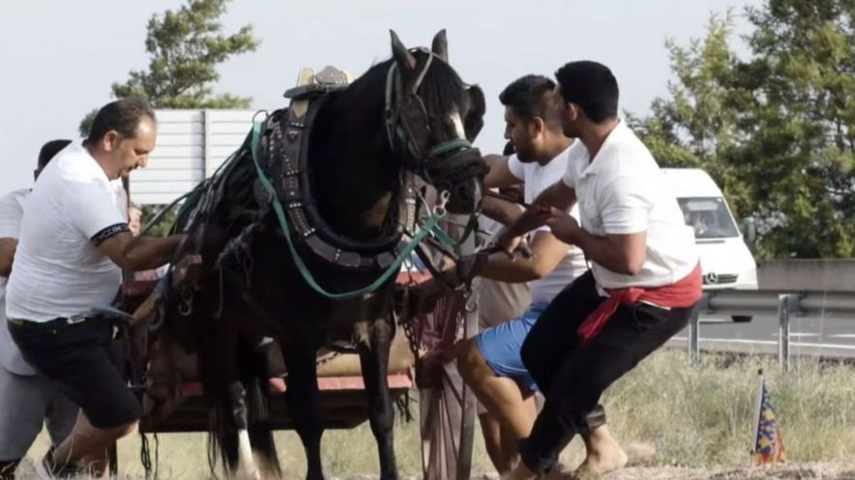 PACMA denuncia "rodillazos, puñetazos y abusos" a los caballos participantes en el Tiro y Arrastre de Albal