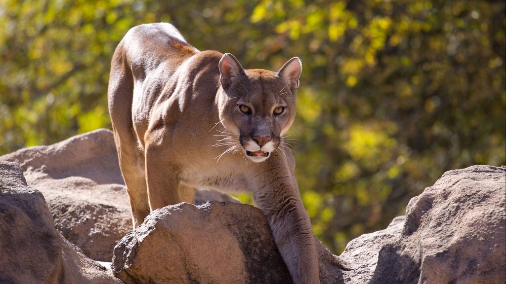 Un niño de ocho años sobrevive al ataque de un puma "muy raro" cerca del lago Ángeles (Washington)