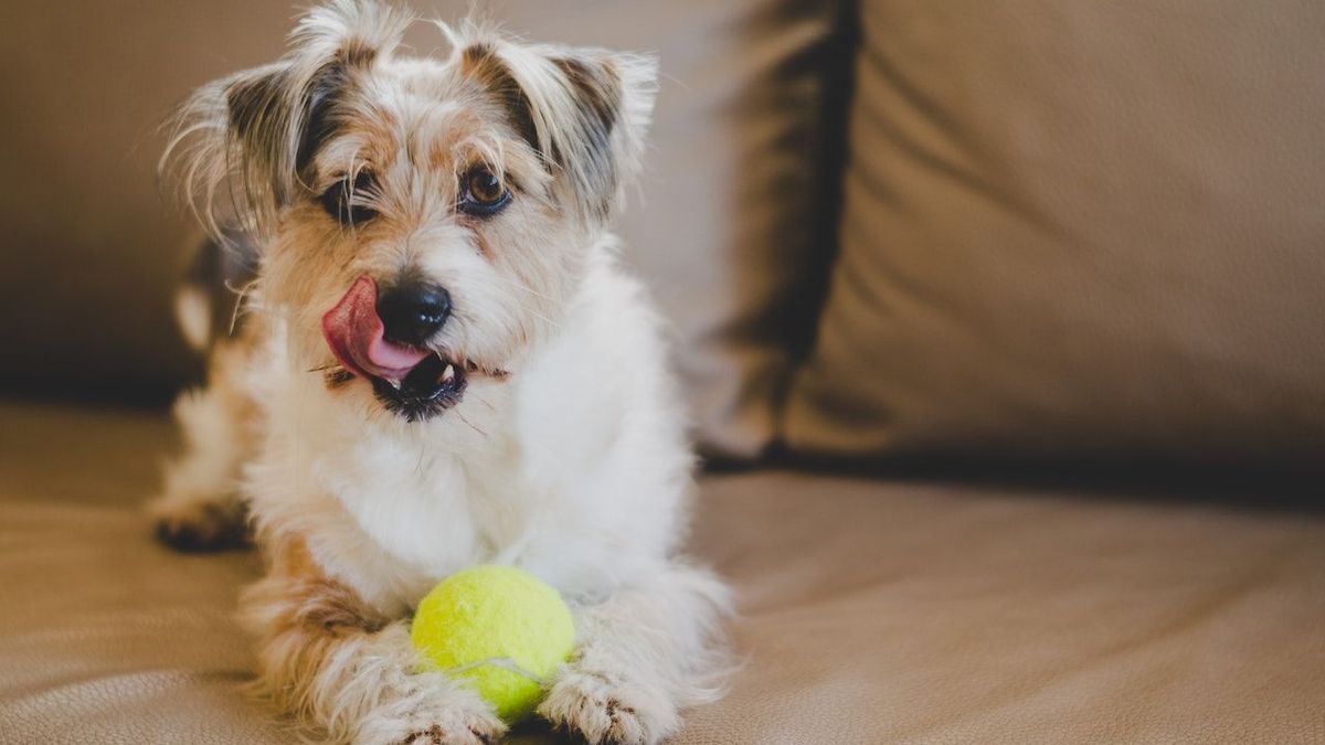 Jugar con tu perro con pelotas de tenis puede ser peligroso