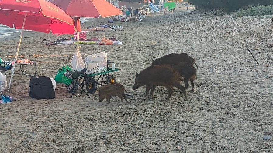 Vacaciones familiares en Oropesa del Mar: una piara de jabalíes se pasean por la playa