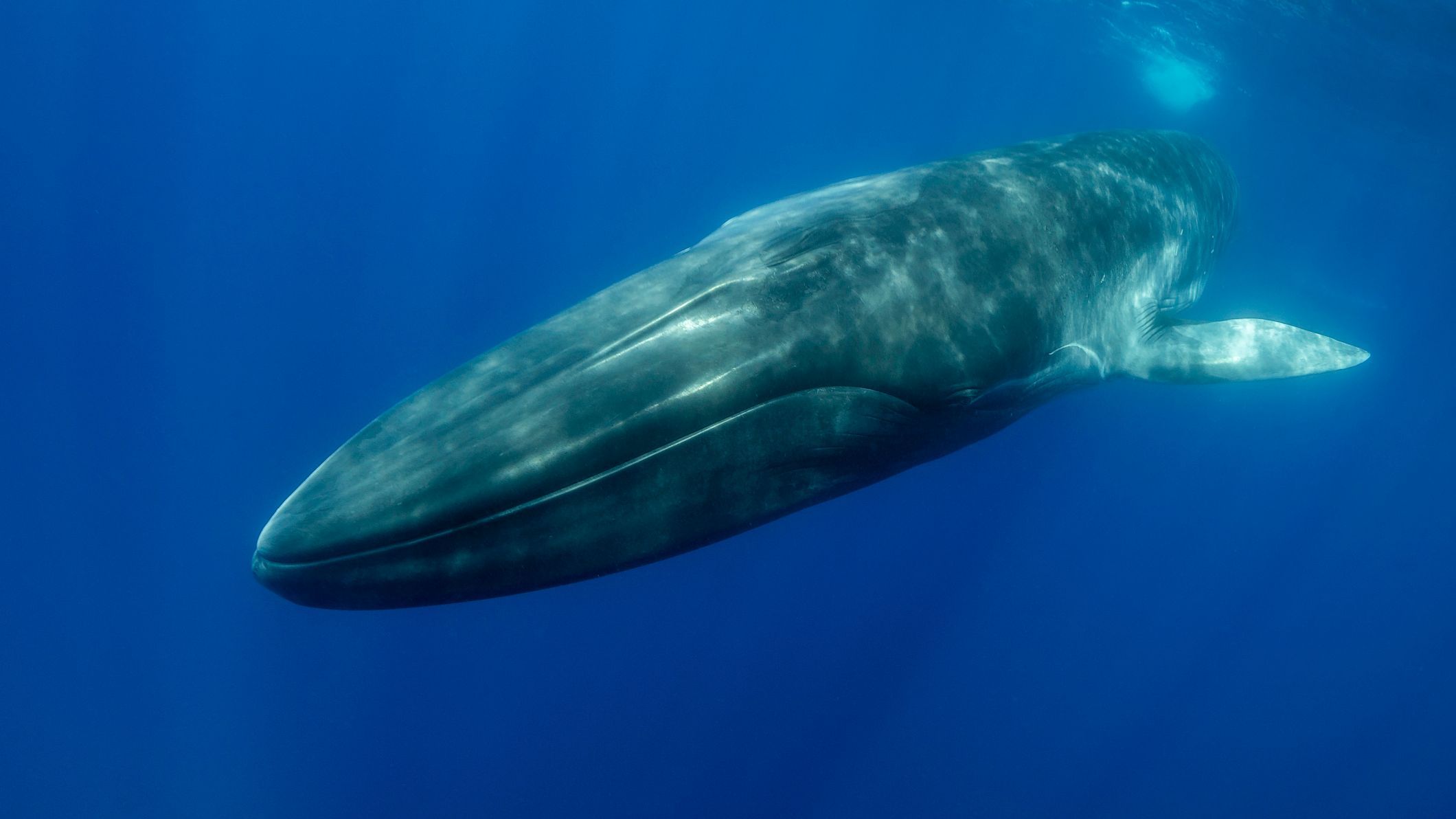 Ballena azul