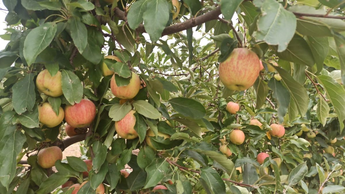 Girona repite la buena cosecha de manzanas pese a las restricciones de agua