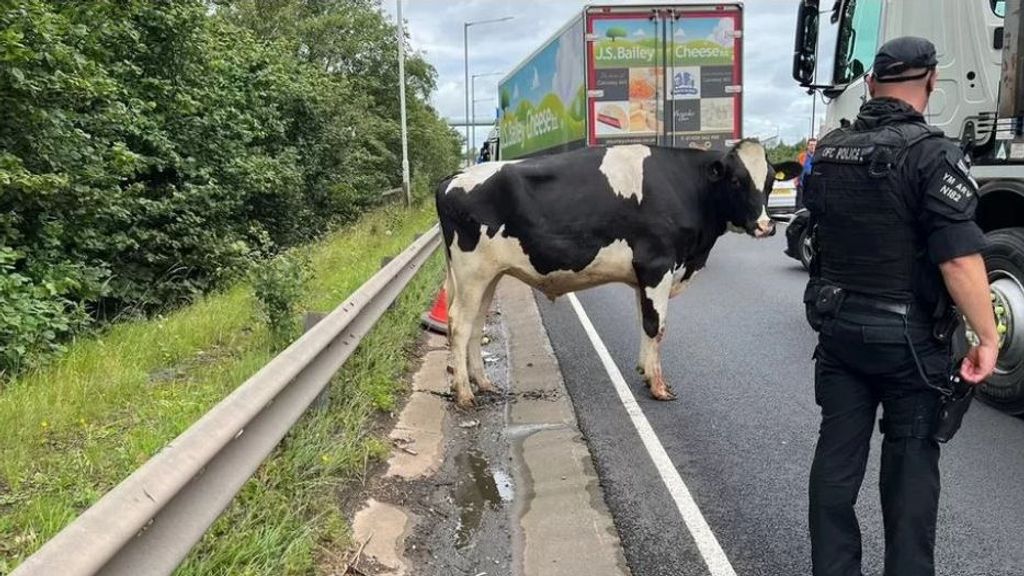 Dos vacas caídas del camión que las transportaba siembran el caos en una autopista de Reino Unido