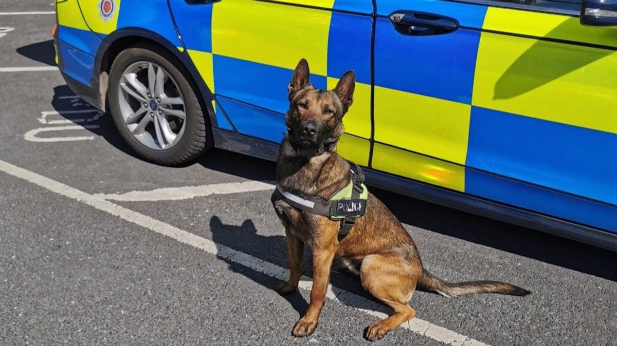 Matan a un perro policía tras atacar a su adiestrador cuando buscaban a una desaparecida en Lancashire