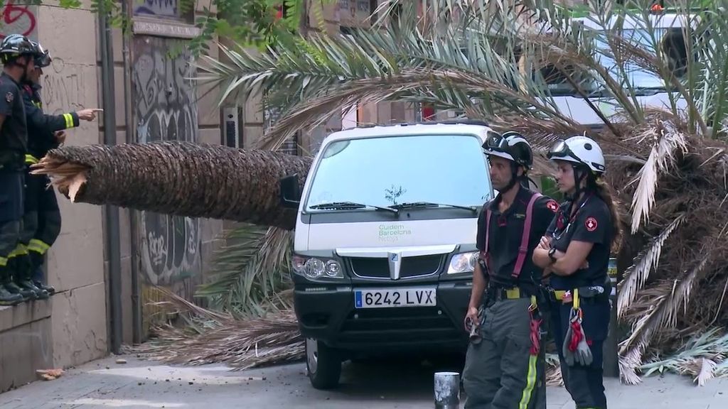 Muere una joven de 20 años al caerle una palmera en Barcelona