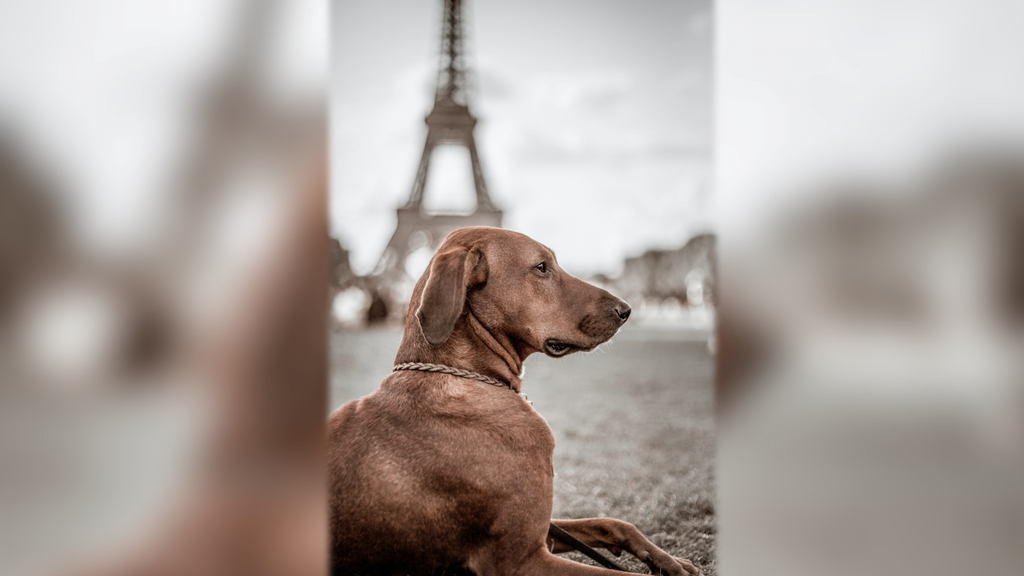 Perro en París