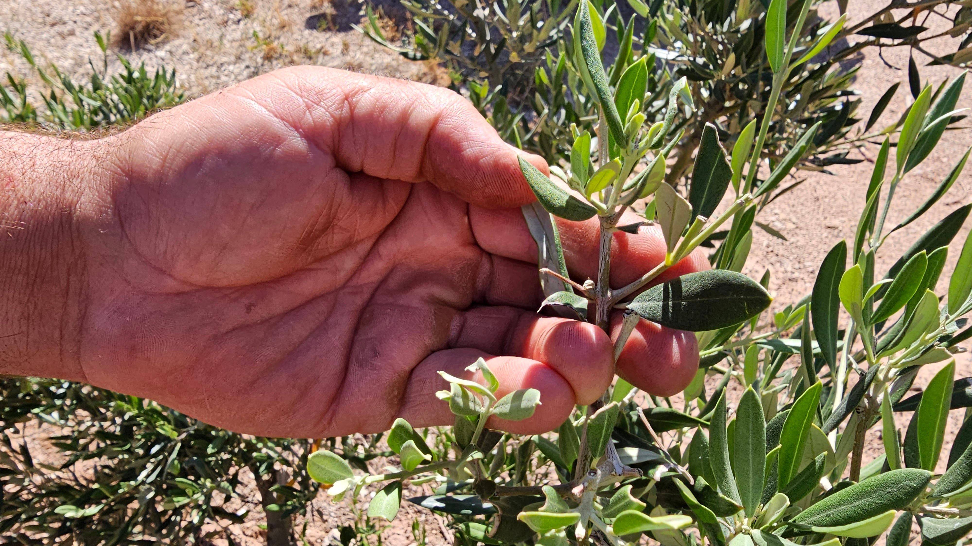 Agricultores alicantinos denuncian las ayudas del Gobierno español al campo de Marruecos