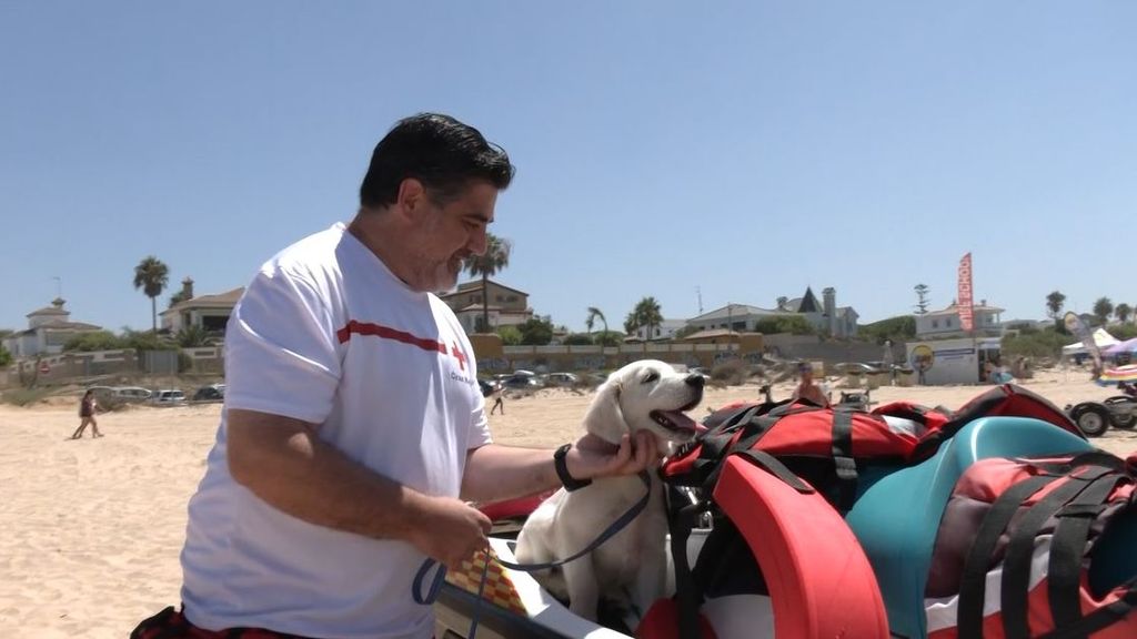Chui, primer perro socorrista de la Cruz Roja: "Es una raza criada para recuperar cosas del agua"