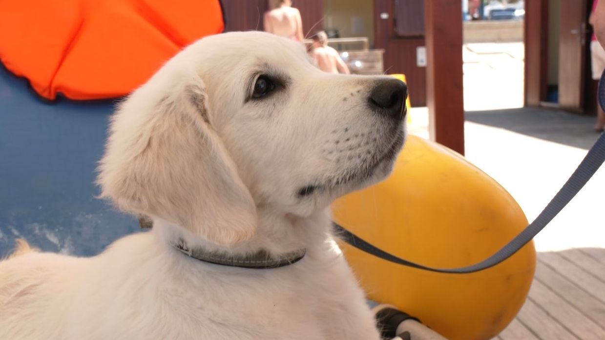 El pequeño golden retriever socorrista en una silla anfibio de Chiclana
