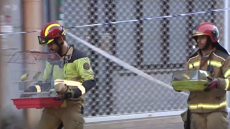 Explosión Valladolid: rescatan a las mascotas atrapadas en el bloque