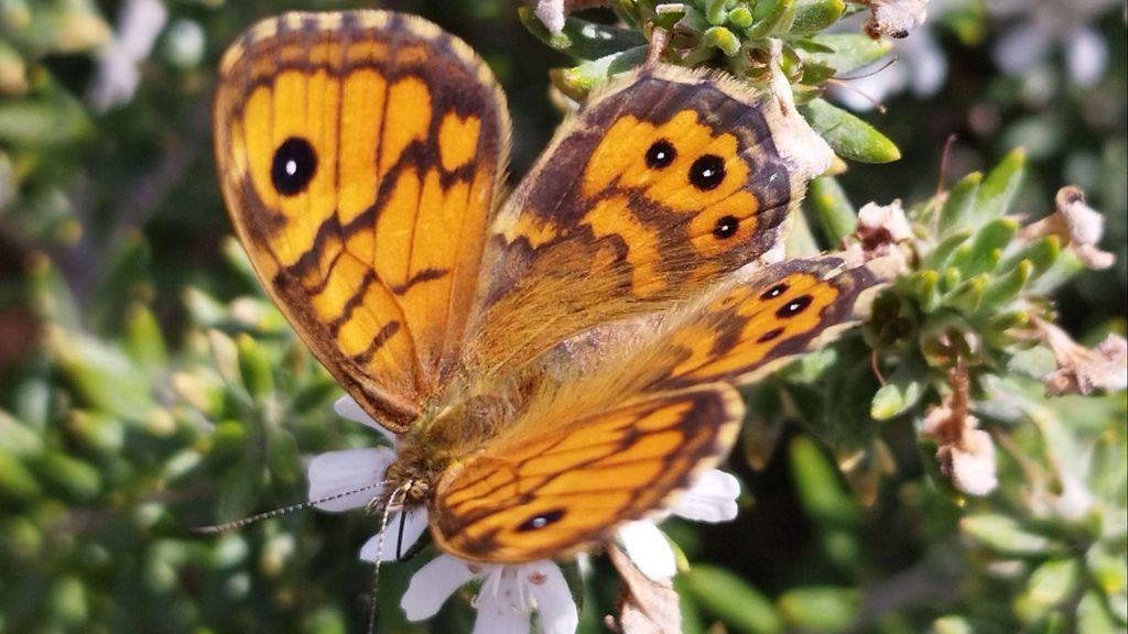 Mariposa en el parque del Canal de la Infanta de Cornellà de Llobregat