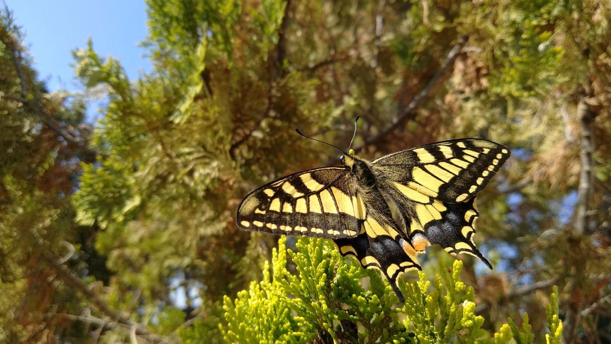 Mariposa en los jardines del Turó del Putxet