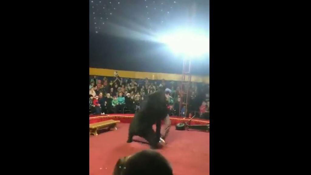 Se hace viral el vídeo de un oso atacando a su entrenador en plena función en Rusia