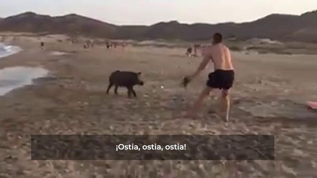 Un ejército de jabalíes invaden el Cabo de Gata: Vecinos y turistas, atemorizados ante sus ataques